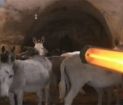 KADROLU EŞEKLERE ISITICI JESTİ