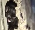 Yavru Kedi 3 Gün Sonra Kurtarıldı