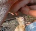 Uyanık Kedi!