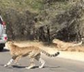 İmpala'nın Yaşam Mücadelesi