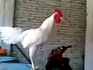 Sosyal Medyayı Sallayan Horoz!