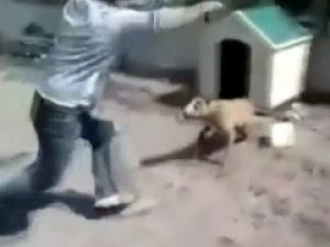 Pitbull İle Şakanın Feci Sonu