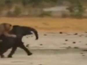 Sürüden Ayrılan Fili Aslanlar Kaptı
