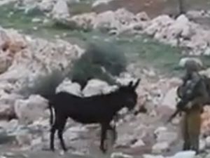 İsrail Askerlerini Kovan Eşek