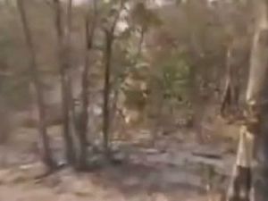 Üzerine Gelen Aslanı Son Saniyede Vurdu!
