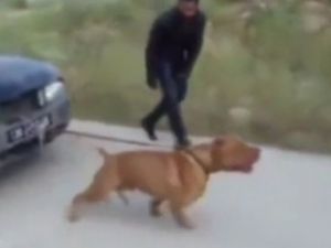 Pitbull Otomobil Çekti