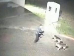 Katil Köpekler Canlı Canlı Parçaladı