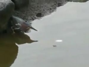 Ekmekle Balık Tutan Kuş