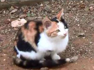 Üç Ayaklı Kedi Görenleri Şaşırttı