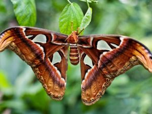Dünyanın En Büyük Kelebeği 'Atlas'