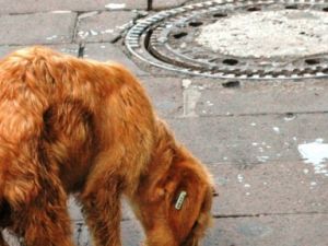 Köpeğin Fare İle Şaşırtan İlginç Oyunu