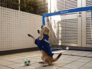 Kalecilikte Rakip Tanımayan Sevimli Köpek