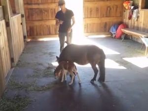 Dünyanın En Minik Atı
