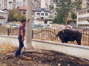 Kaçan Manda Ortalığı Birbirine Kattı!