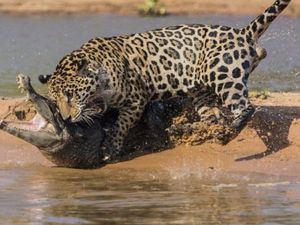 Jaguarın İnanılmaz Timsah Avı
