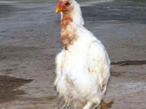 Bu Tavuk Penguen Gibi Yürüyor