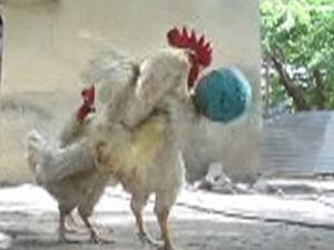 Horozların Futbol Sevgisi!