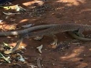 İguana Yılana Karşı: Kim Yem Oldu?