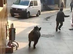 Beykoz'da Denizden Domuz Çıktı!