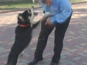 Köpek, Belediye Başkanına Böyle Saldırdı!