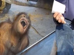Bu Orangutanın Gülme Krizi İzlenme Rekorları Kırıyor!