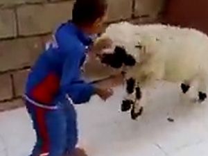 Çocuk ve Kuzunun Güldüren Kavgası