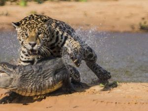 Jaguar'ın İnanılmaz Timsah Avı
