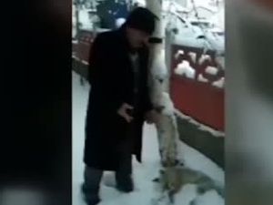 Şehre İnen Tilki Soğuktan Dondu