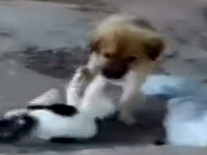 Kedi ve Köpeğin Görülmeye Değer Dostluğu