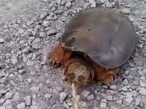 Kaplumbağadan Feci Ders!