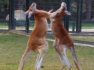 Kanguruların "Boks Maçı" Kamerada