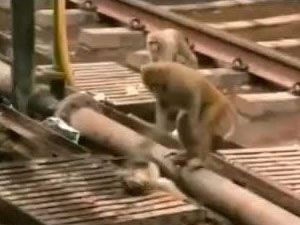 Elektrik Çarpan Arkadaşını Kurtaran Maymun