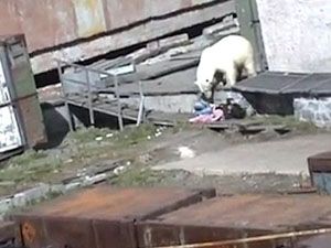 Kutup ayısının kadına saldırı anı kamerada