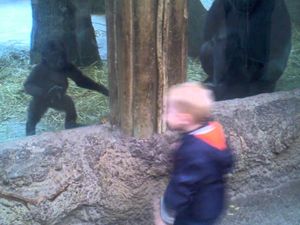 Gorille saklambaç oynayan çocuğun mutluluğu