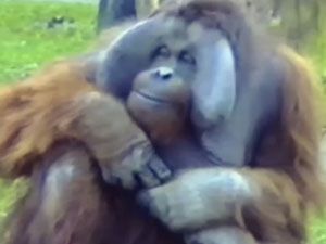 Sakız çiğneyip balon yapan orangutan