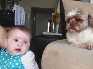 Ağlayan bebeği susturan köpek
