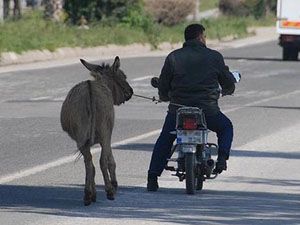 Karayolunda eşeğe motosikletli eziyet