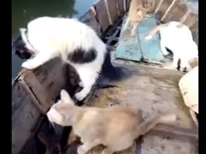 Balıkçı kediler iş başında