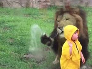 Aslan küçük çocuğa saldırdı