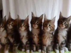 7 yavru kediden senkronize dans şov