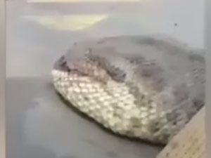 Böyle bir yılan daha önce görülmedi!