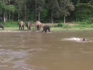 Boğulmak üzere olan bakıcıyı fil kurtardı!