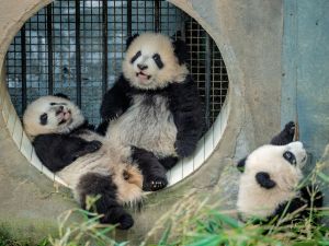 Oyuncağı alınan panda kendini yerlere atıyor