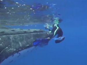 Balina, dalış yapan kadını köpek balığından böyle korudu